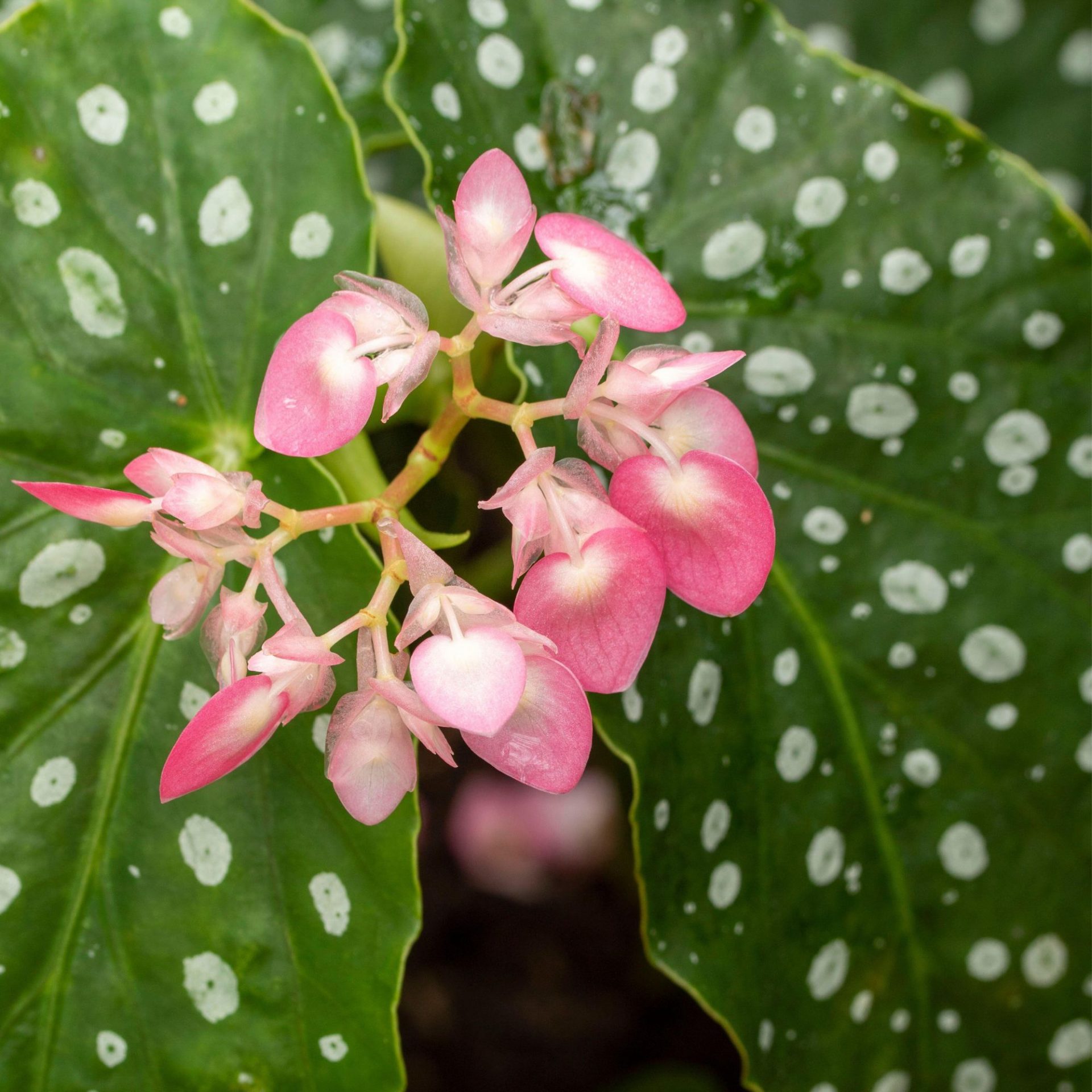 Комнатные растения по месяцу рождения | DGL.RU