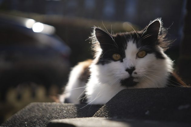 Объектив Sigma 17&ndash;40mm f/1.8 DC Art рвет фиксы | DGL.RU