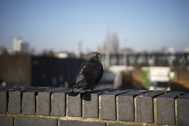 Объектив Sigma 17&ndash;40mm f/1.8 DC Art рвет фиксы | DGL.RU