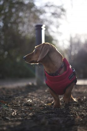 Объектив Sigma 17&ndash;40mm f/1.8 DC Art рвет фиксы | DGL.RU