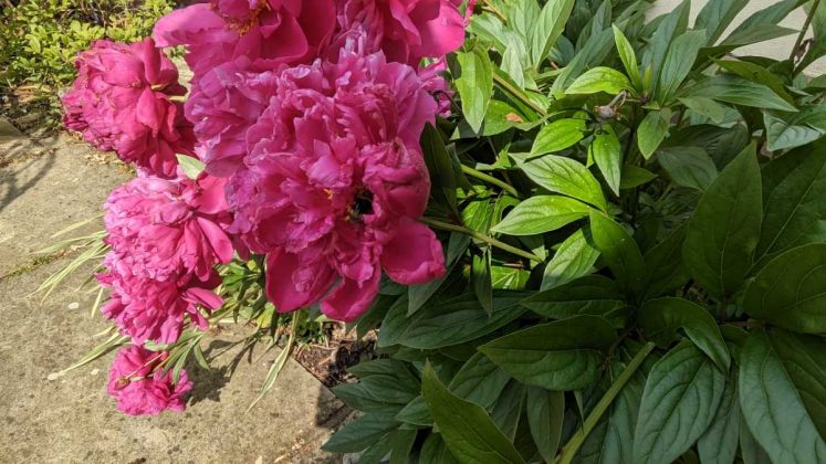 Планшет Google Pixel Tablet получил обновления | DGL.RU