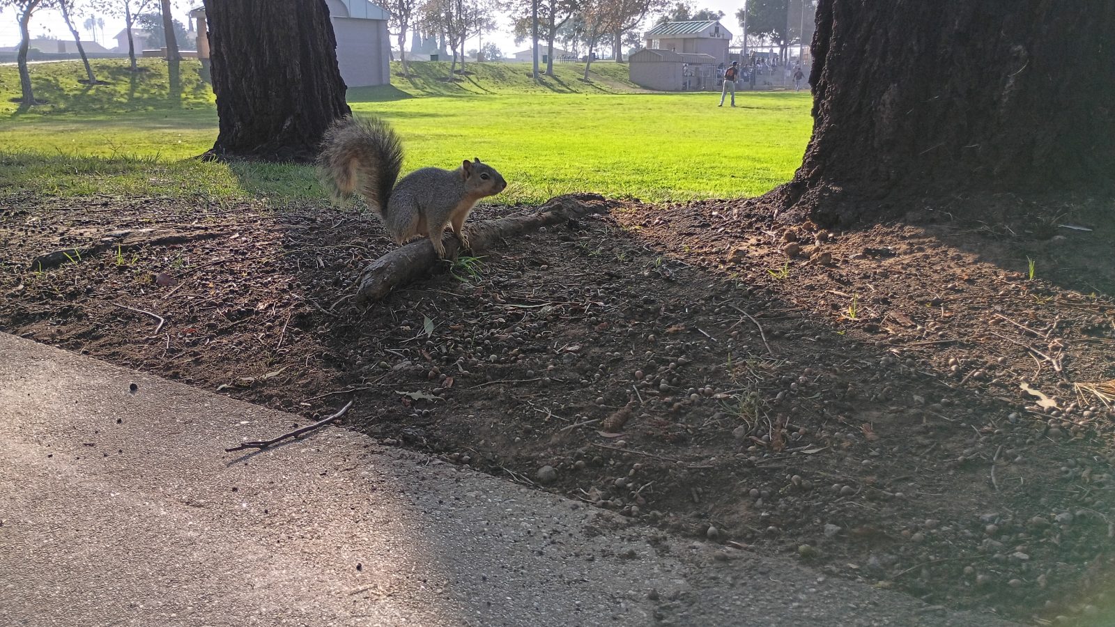 Смартфон Motorola Moto G 2026: вместо Samsung | DGL.RU