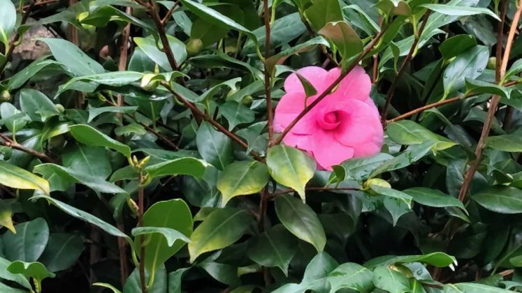 Смартфон Redmi Note 15 5G &mdash; яркий бюджетник | DGL.RU