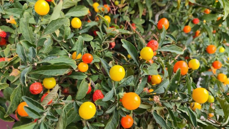 Смартфон Redmi Note 15 5G &mdash; яркий бюджетник | DGL.RU