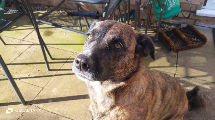 Защищённый смартфон Blackview Oscal TANK 1 | DGL.RU