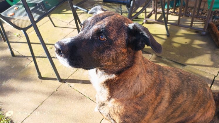 Защищённый смартфон Blackview Oscal TANK 1 | DGL.RU