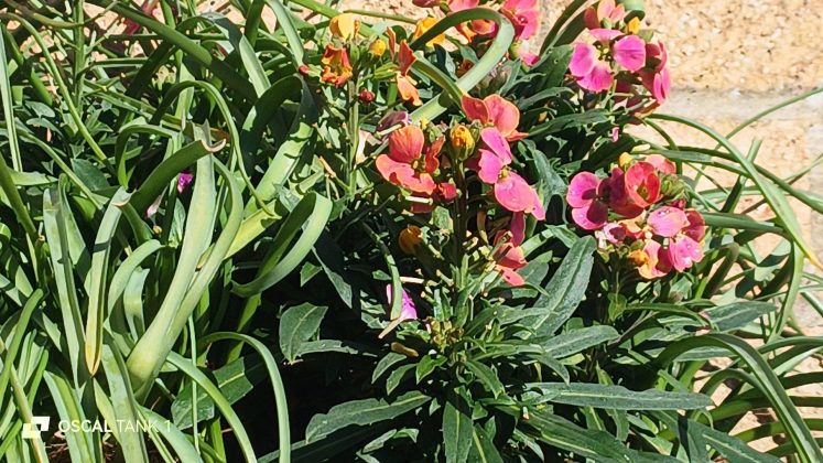 Защищённый смартфон Blackview Oscal TANK 1 | DGL.RU