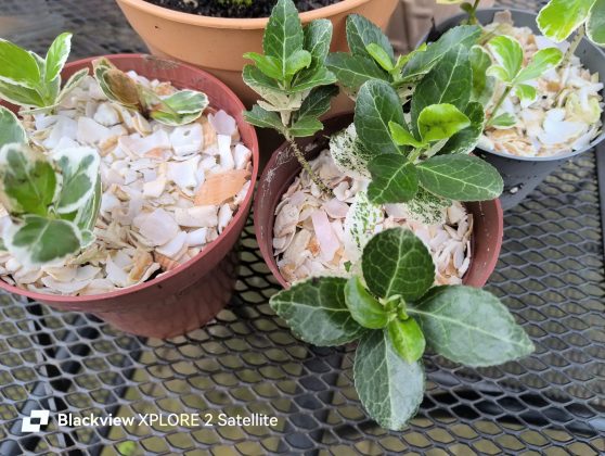 Защищённый смартфон Blackview Xplore 2 Satellite | DGL.RU