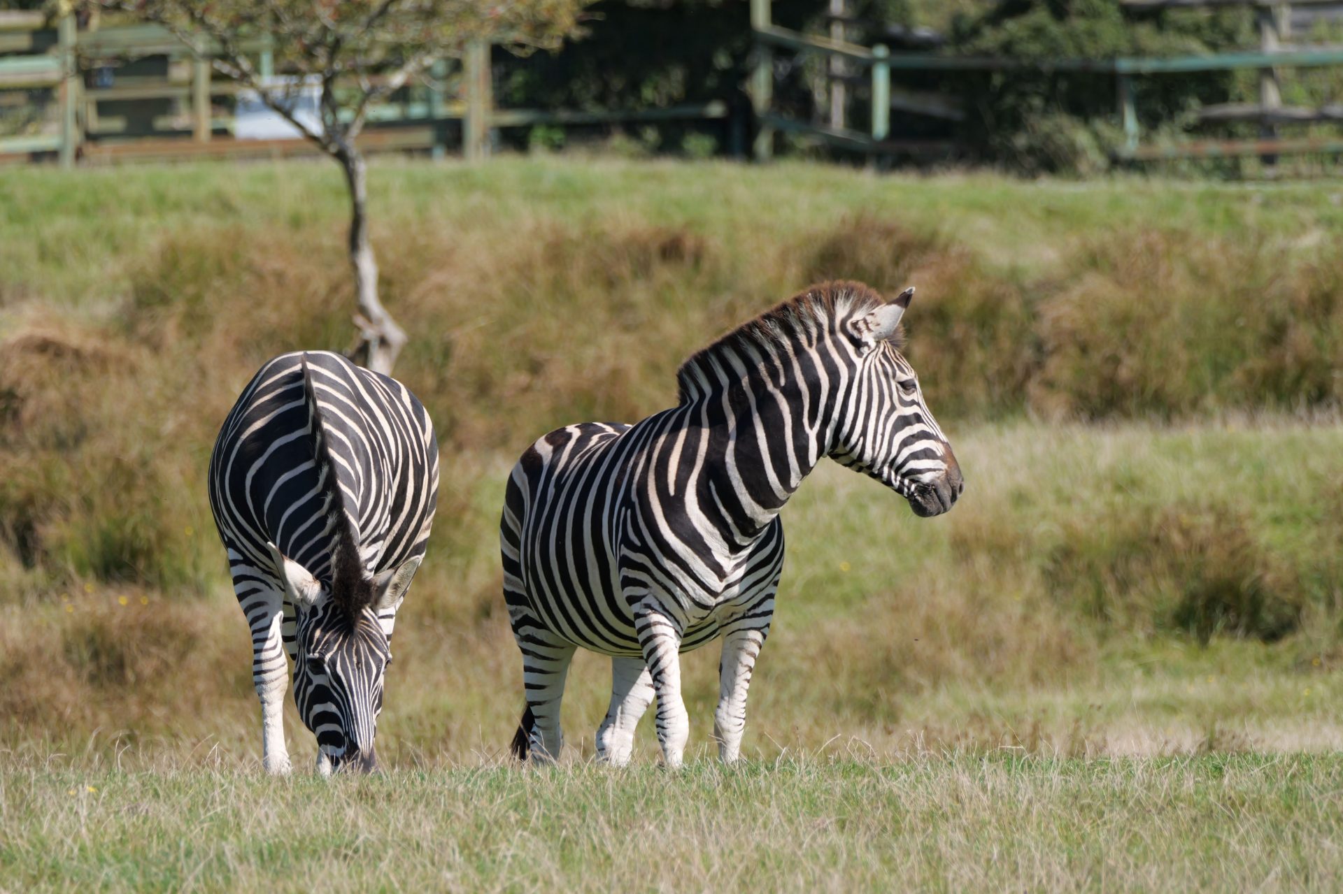 Обзор Panasonic Lumix G9 II — новый гибридный MFT-флагман картинка Panasonic Lumix G9 II