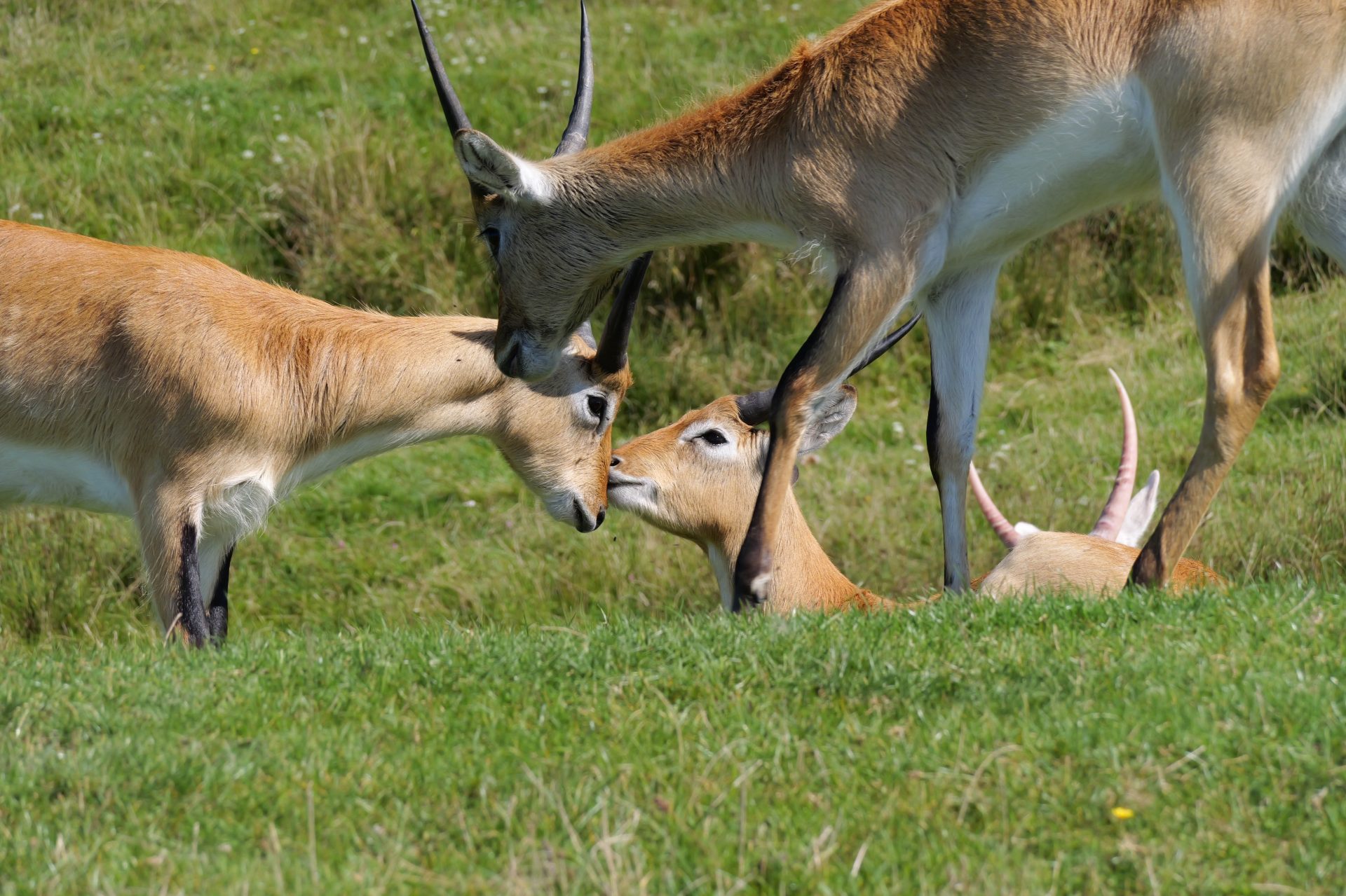 Обзор Panasonic Lumix G9 II — новый гибридный MFT-флагман картинка Panasonic Lumix G9 II