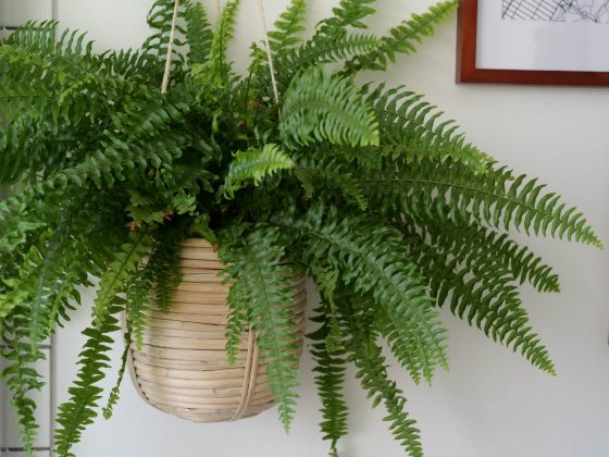 Panasonic Lumix G9 II