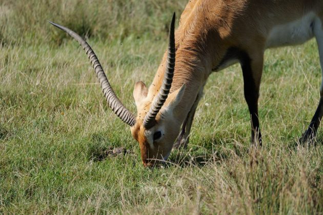 Panasonic Lumix G9 II