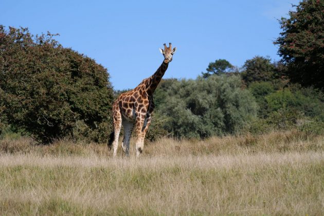 Panasonic Lumix G9 II