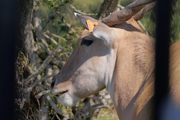 Panasonic Lumix G9 II