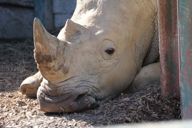 Panasonic Lumix G9 II