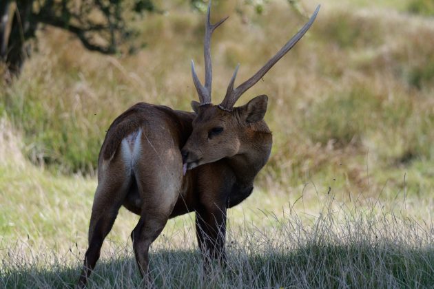 Panasonic Lumix G9 II