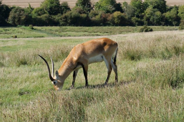 Panasonic Lumix G9 II