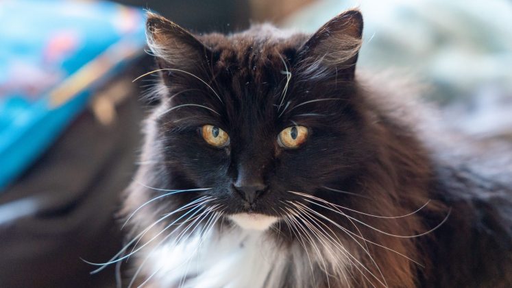 Canon EOS R6 Mark III