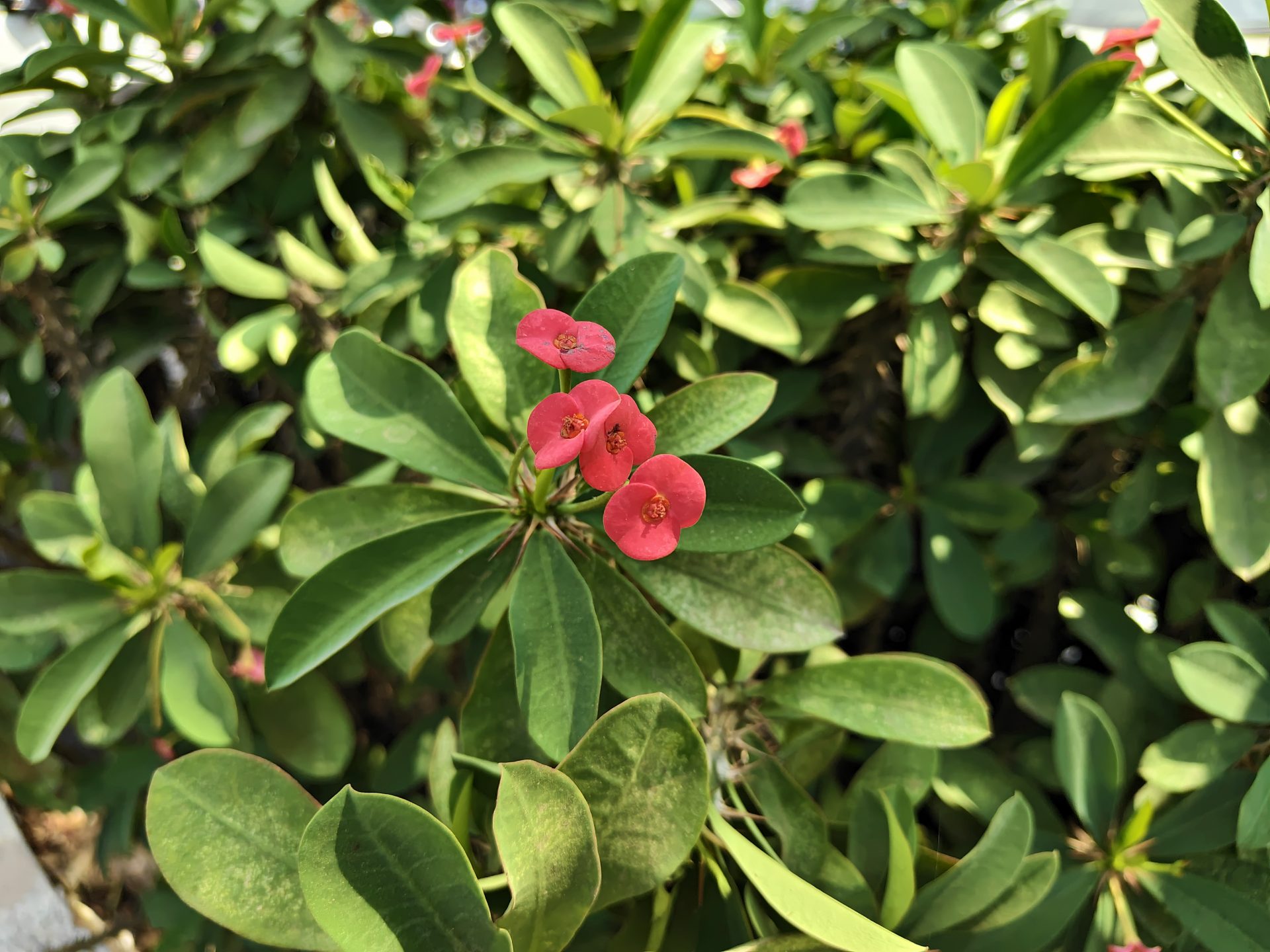 Обзор смартфона iQOO 15R: король автономности официально в России картинка Обзор смартфона iQOO 15R: король автономности официально в России фото