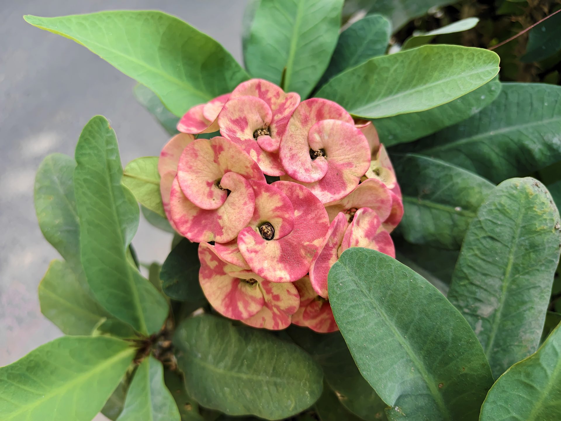 Обзор смартфона iQOO 15R: король автономности официально в России картинка Обзор смартфона iQOO 15R: король автономности официально в России фото