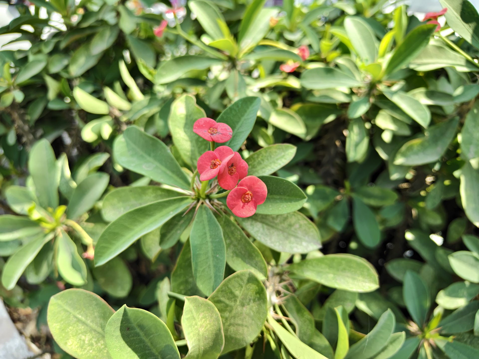 Обзор смартфона iQOO 15R: король автономности официально в России картинка Обзор смартфона iQOO 15R: король автономности официально в России фото