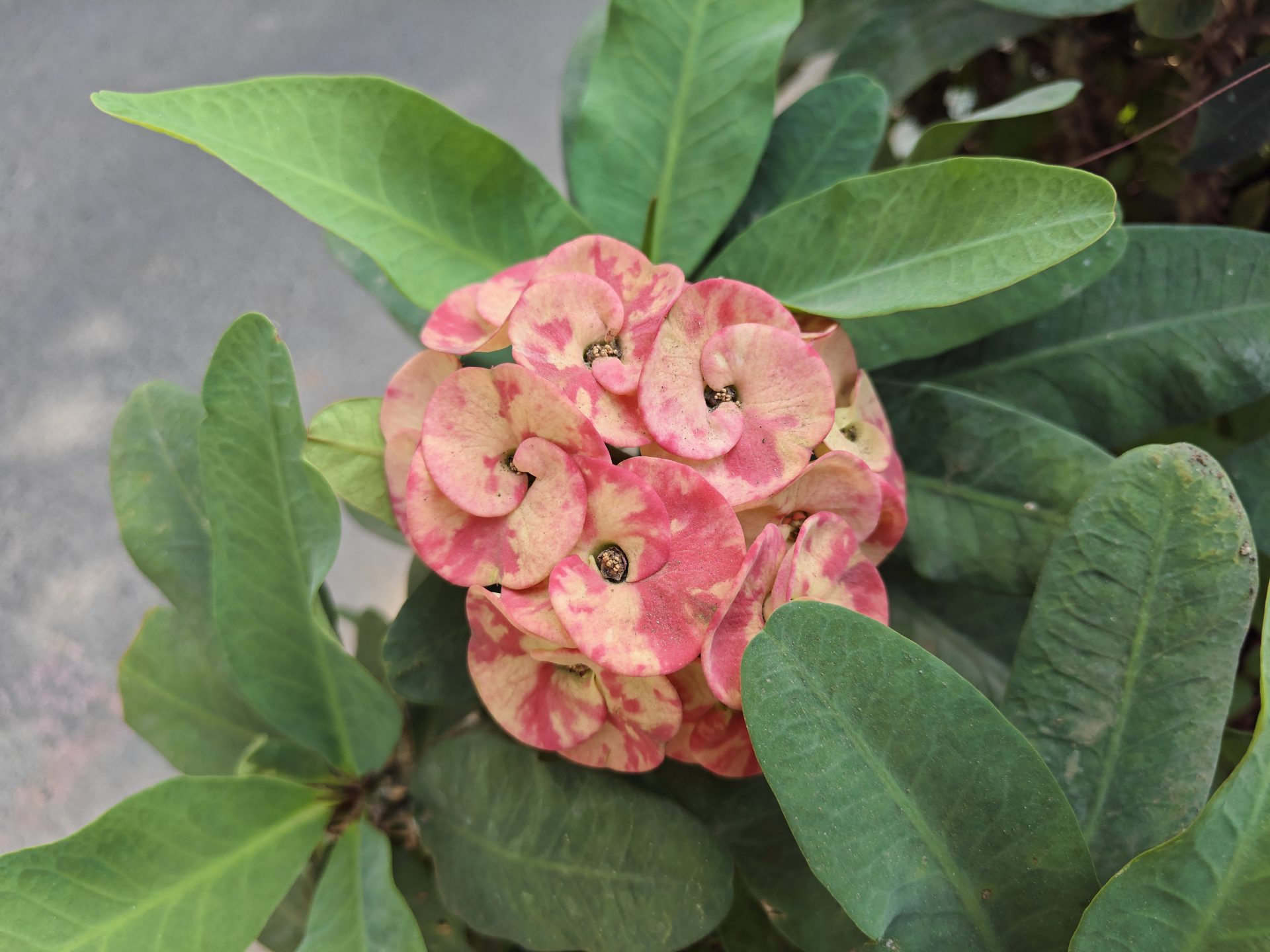 Обзор смартфона iQOO 15R: король автономности официально в России картинка Обзор смартфона iQOO 15R: король автономности официально в России фото