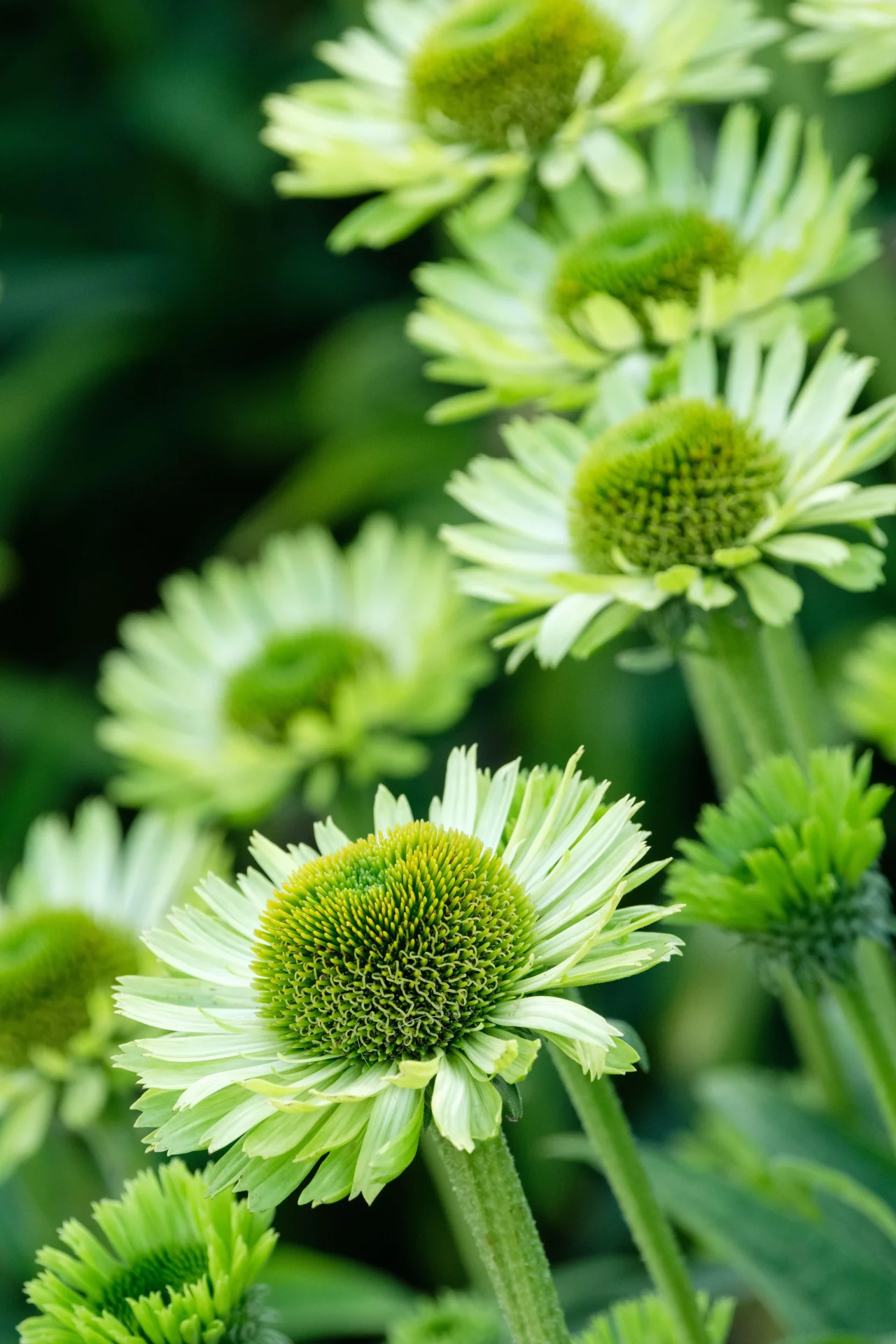 Как правильно оформить ящик для цветов на окне | DGL.RU