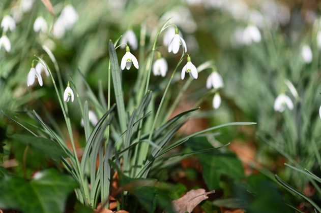 Nikon D780 и зеркальные фотокамеры 2026 | DGL.RU