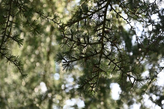 Nikon D780 и зеркальные фотокамеры 2026 | DGL.RU