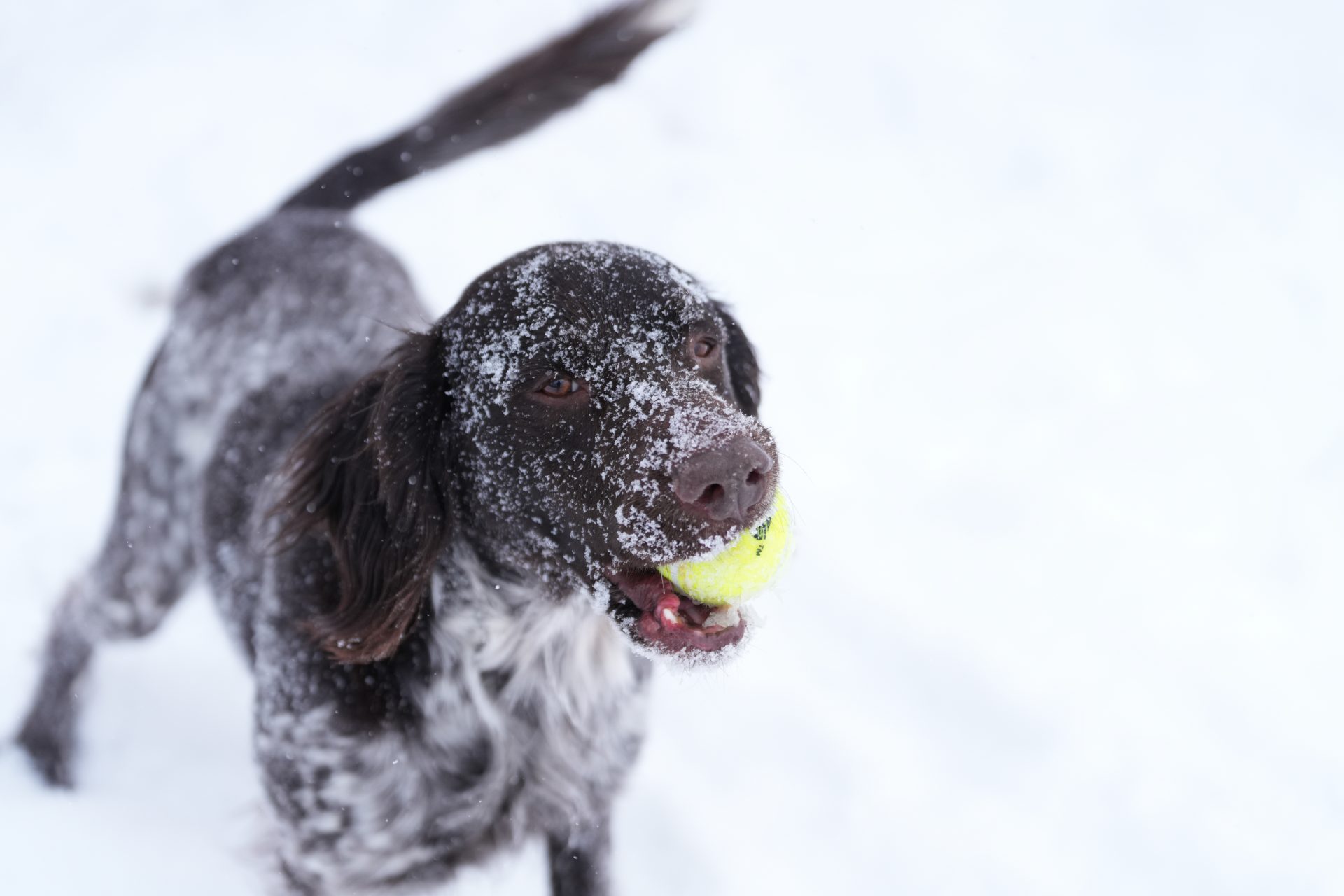 Обзор Sony 70-200mm f/2.8 GM OSS II: легкая «рабочая лошадка» картинка Объектив Sony FE 70-200mm f/2.8 GM OSS II | DGL.RU