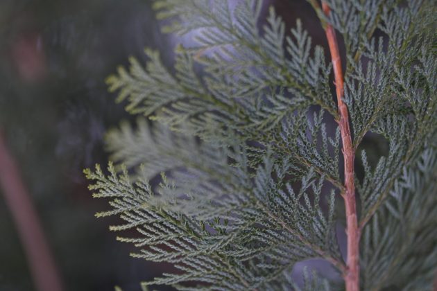 Объектив Sony FE 70-200mm f/2.8 GM OSS II | DGL.RU