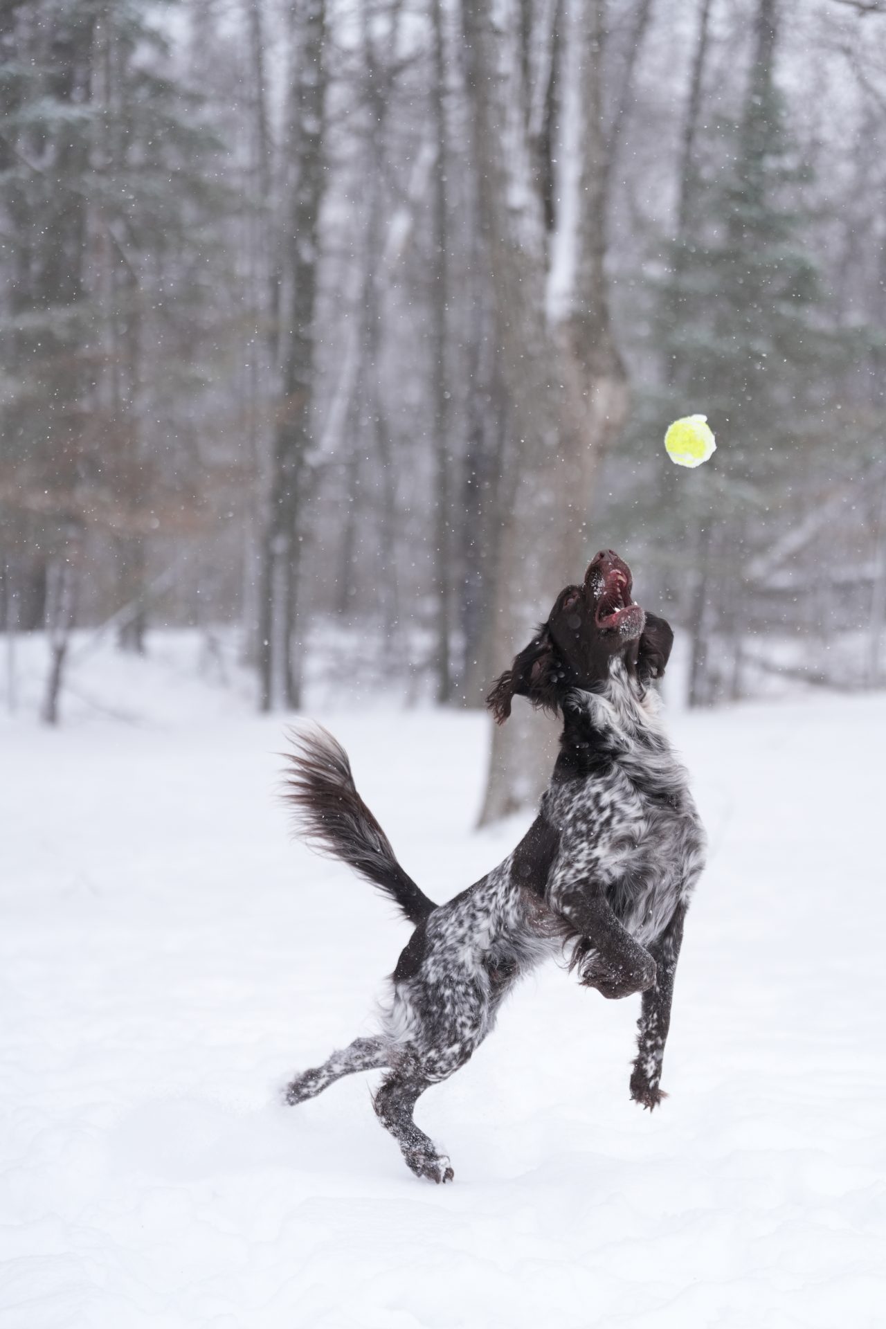 Обзор Sony 70-200mm f/2.8 GM OSS II: легкая «рабочая лошадка» картинка Объектив Sony FE 70-200mm f/2.8 GM OSS II | DGL.RU