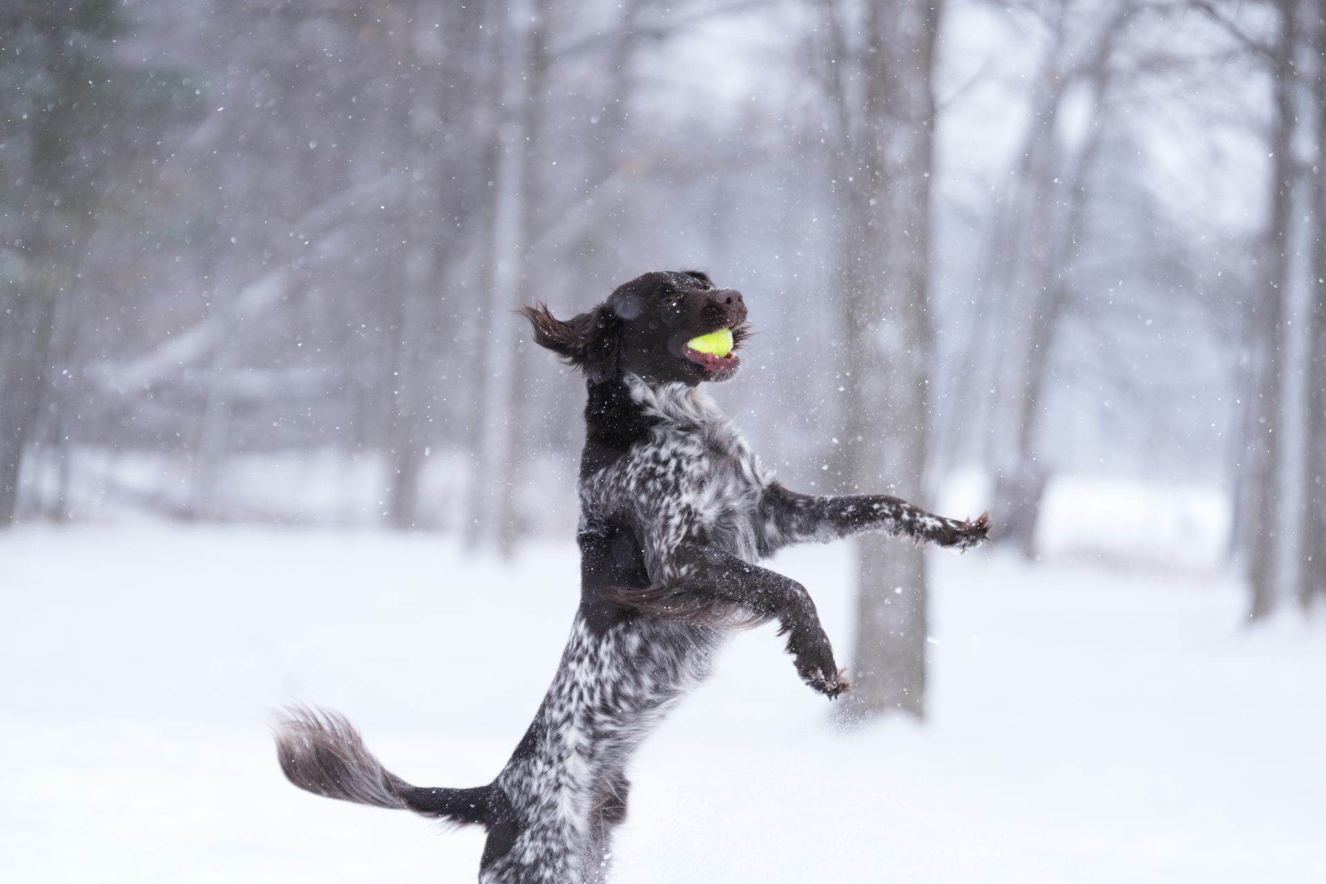 Обзор Sony 70-200mm f/2.8 GM OSS II: легкая «рабочая лошадка» картинка Объектив Sony FE 70-200mm f/2.8 GM OSS II | DGL.RU