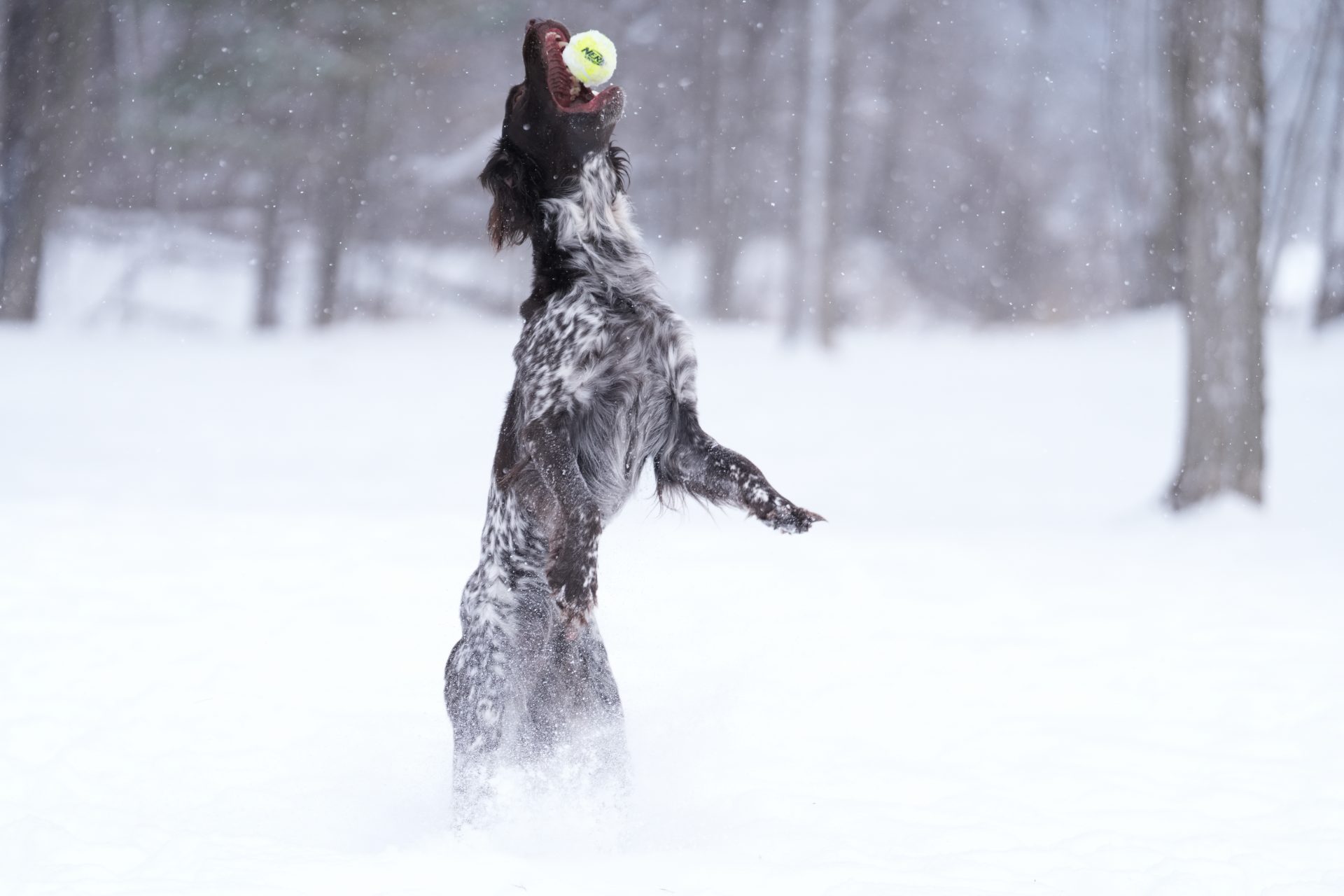 Обзор Sony 70-200mm f/2.8 GM OSS II: легкая «рабочая лошадка» картинка Объектив Sony FE 70-200mm f/2.8 GM OSS II | DGL.RU