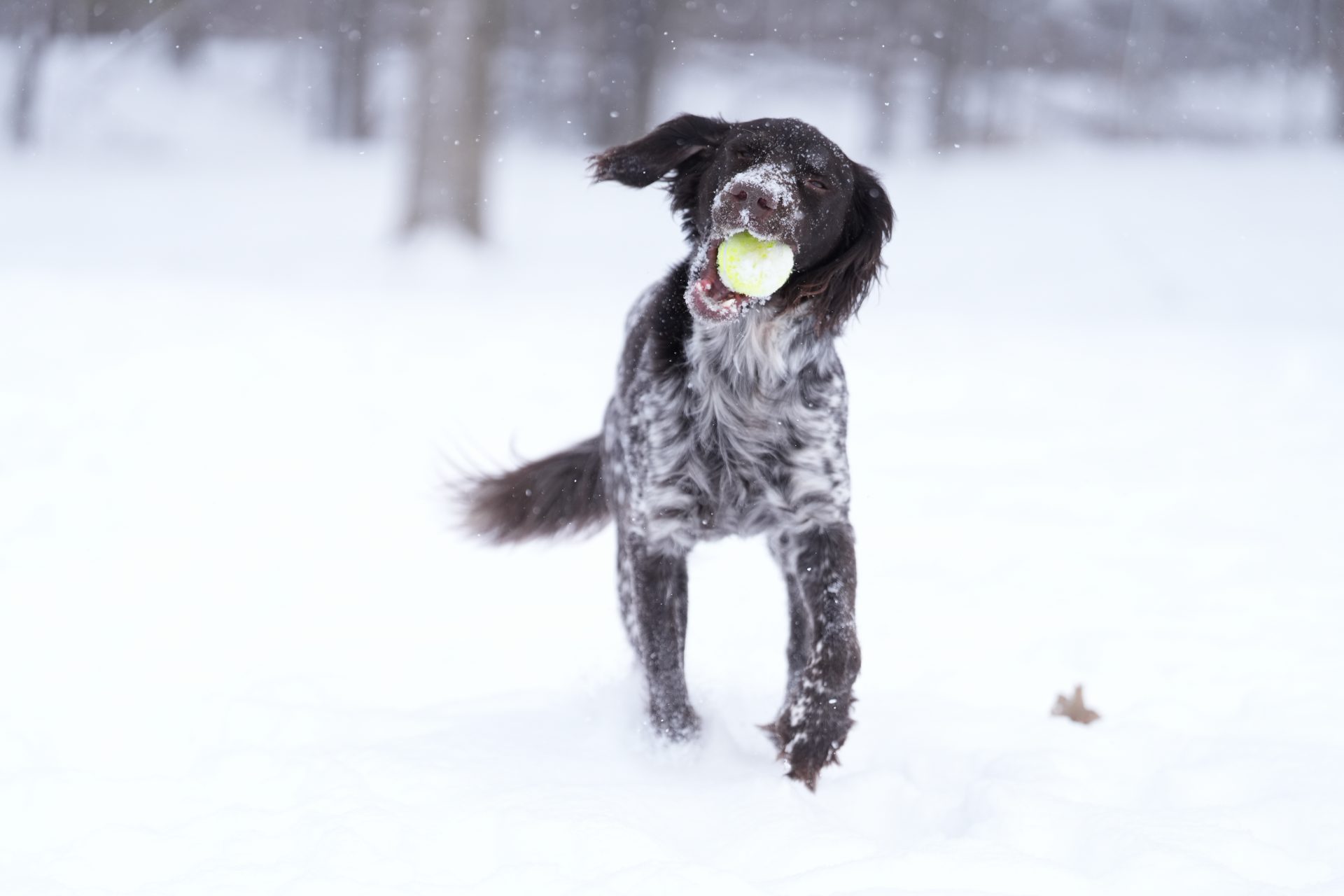 Обзор Sony 70-200mm f/2.8 GM OSS II: легкая «рабочая лошадка» картинка Объектив Sony FE 70-200mm f/2.8 GM OSS II | DGL.RU
