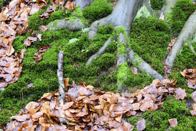 Объектив Viltrox 85mm f/1.4 Pro: портретная оптика | DGL.RU