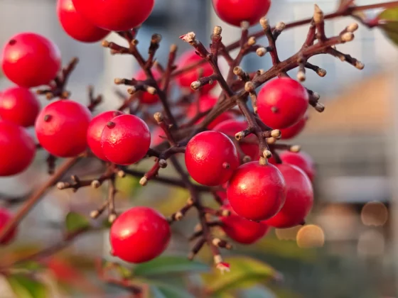 Oppo Find N6 &mdash; лучшая раскладушка 2026 года | DGL.RU