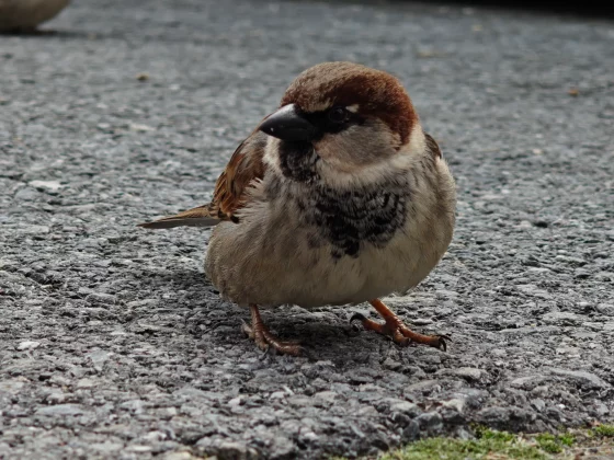 Oppo Find N6 &mdash; лучшая раскладушка 2026 года | DGL.RU