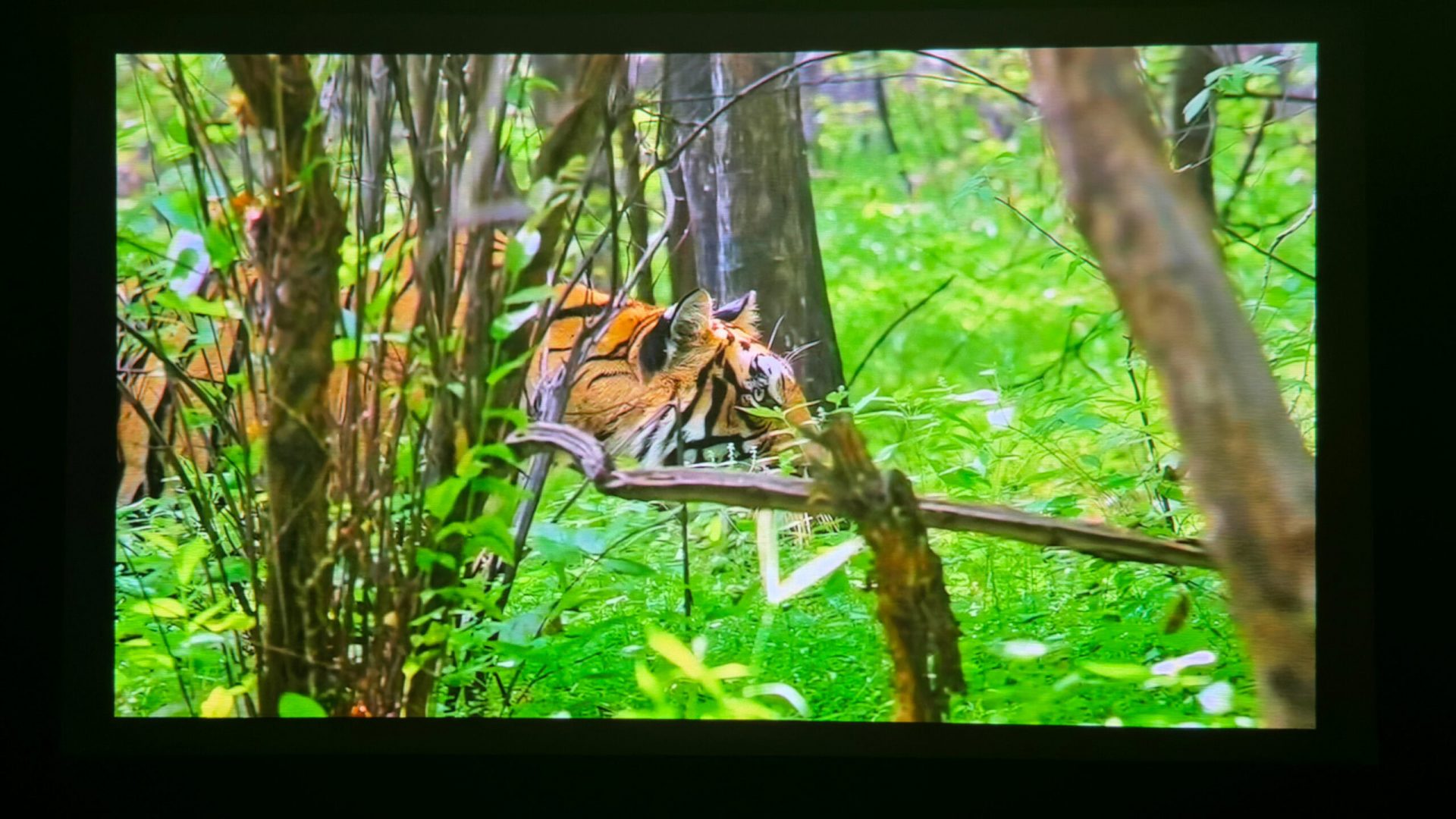 Проектор BenQ GV32 — тестирую гаджет для спальни в России картинка Проектор BenQ GV32: экран для спальни | DGL.RU