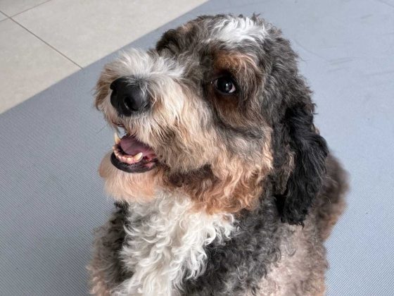 Смартфон Apple iPhone 17e &mdash; компактный выбор | DGL.RU