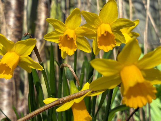 Смартфон Apple iPhone 17e &mdash; компактный выбор | DGL.RU