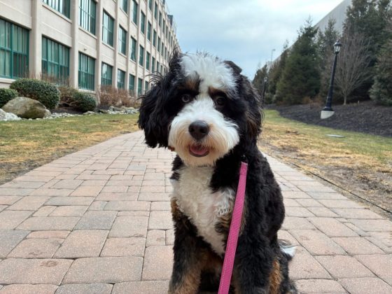 Смартфон iPhone 17e получил MagSafe и чип A19 | DGL.RU