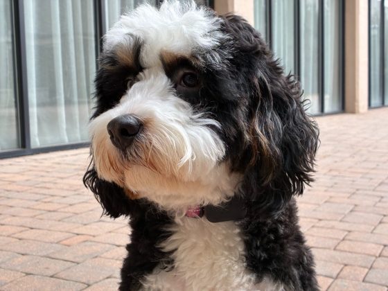 Смартфон iPhone 17e получил MagSafe и чип A19 | DGL.RU