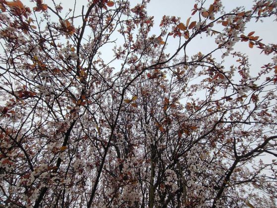 Смартфон Nothing Phone 4a: средний класс | DGL.RU