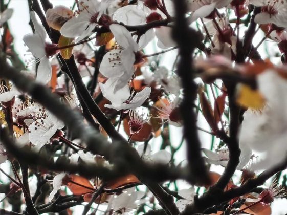 Смартфон Nothing Phone 4a: средний класс | DGL.RU