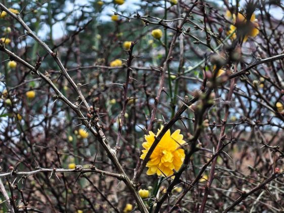 Смартфон Nothing Phone 4a: средний класс | DGL.RU