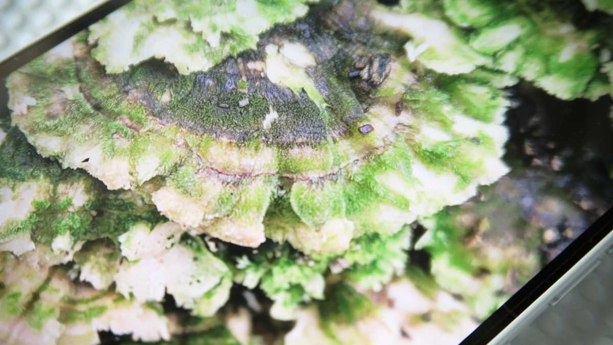 Смартфон Nothing Phone (4a) — стоит ли брать? | DGL.RU