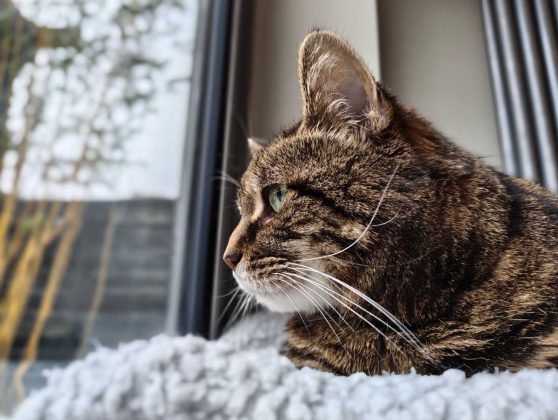 Смартфон Nothing Phone (4a) &mdash; стоит ли брать? | DGL.RU