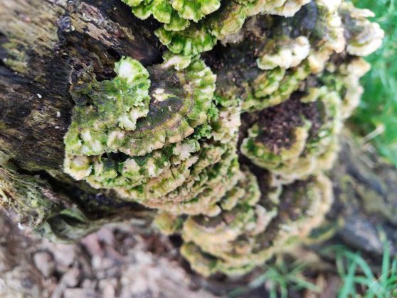 Смартфон Nothing Phone (4a) &mdash; стоит ли брать? | DGL.RU