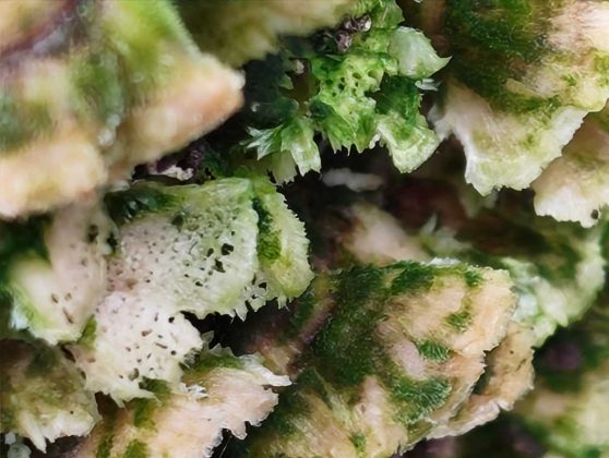 Смартфон Nothing Phone (4a) &mdash; стоит ли брать? | DGL.RU